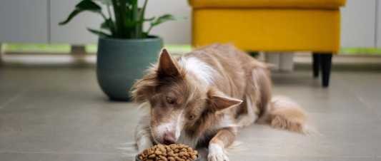 Raw Food Diet for Dogs: Weighing the Benefits and Risks