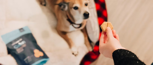 The Role of Treats in Positive Reinforcement with Your Pet