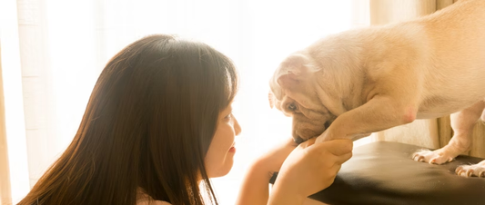 Unraveling the Mystery: The Role of Protein in Your Pet's Diet